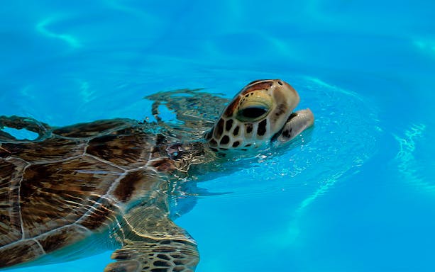 Sea turtle swimming in Cairns Aquarium Turtle Hospital pool.
