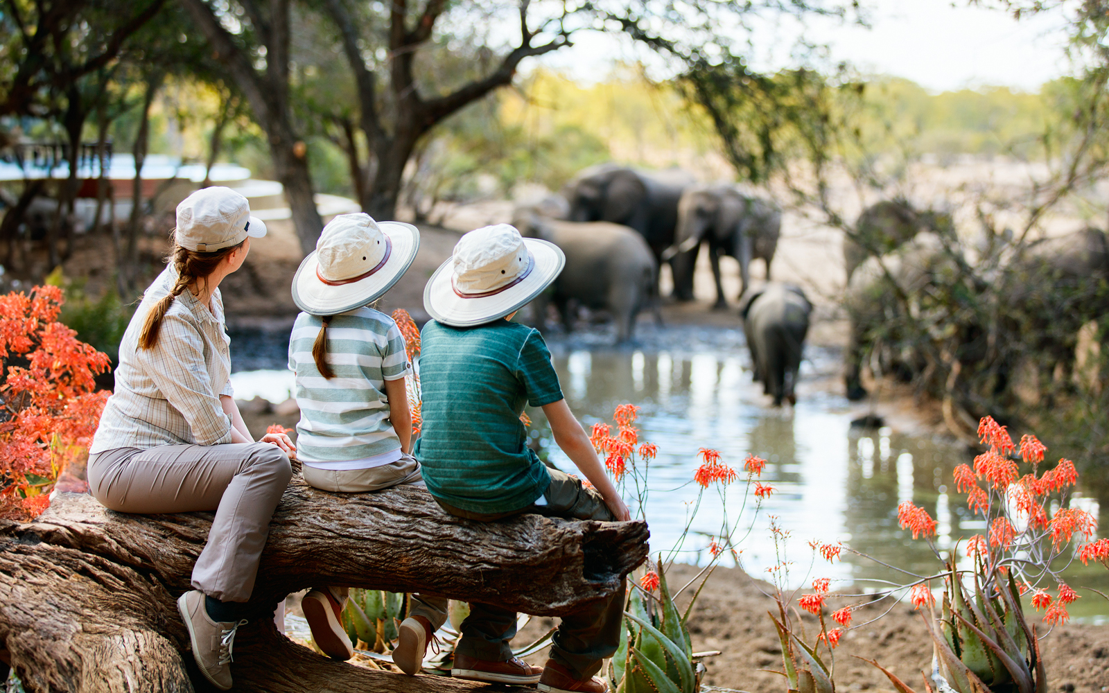 Elephants walking in a lush forest during a wildlife tour in Thailand.