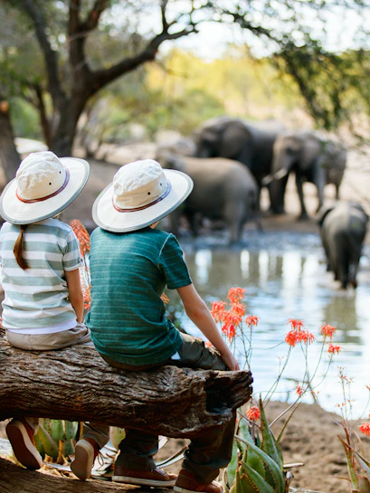 Elephants walking in a lush forest during a wildlife tour in Thailand.