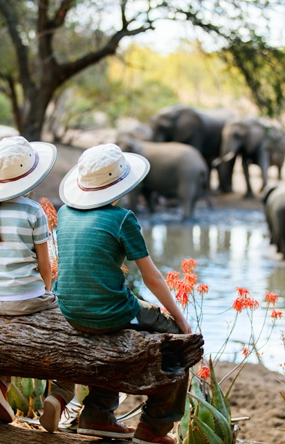 Elephants walking in a lush forest during a wildlife tour in Thailand.