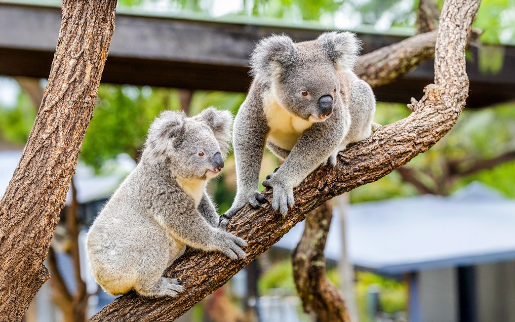 Koalas perched on a tree branch in a zoo setting.