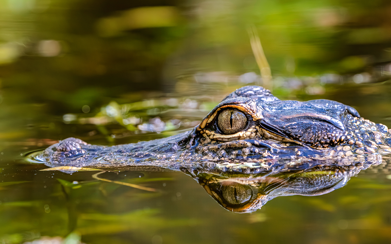 Alligator partially submerged in Everglades water.
