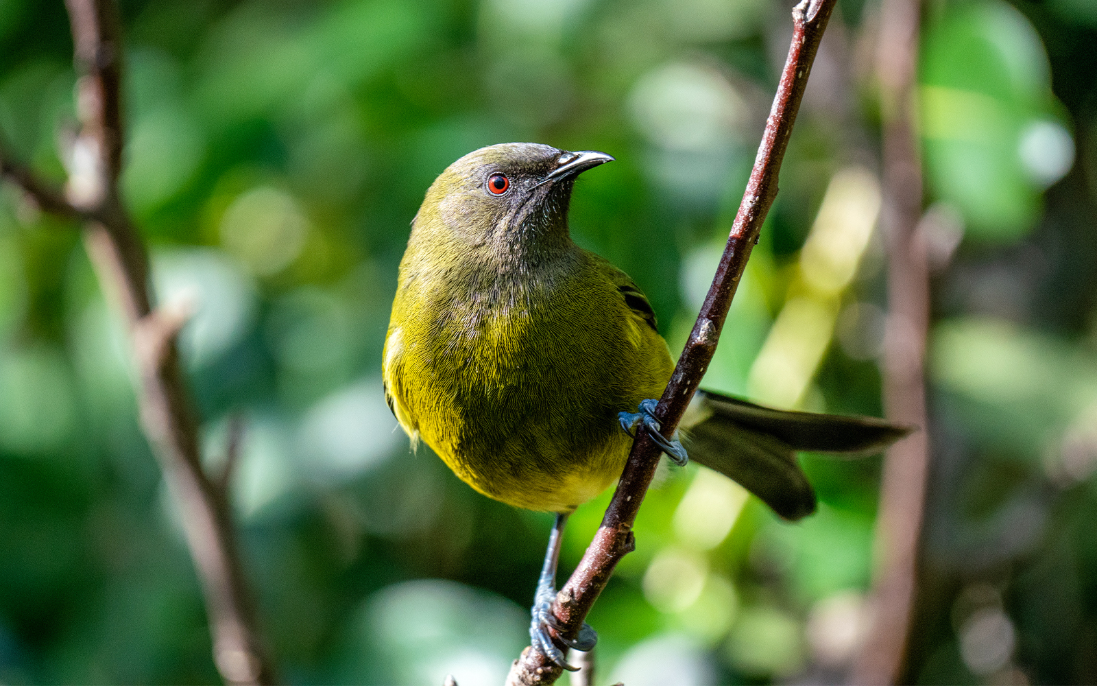 Bird perched on a branch in a lush New Zealand forest.