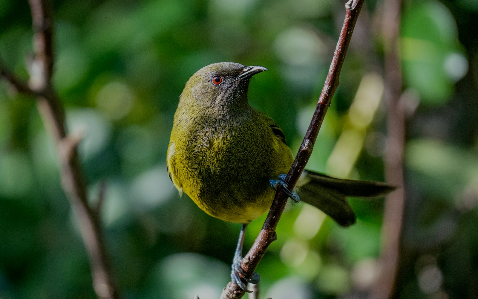 Bird perched on a branch in a lush New Zealand forest.