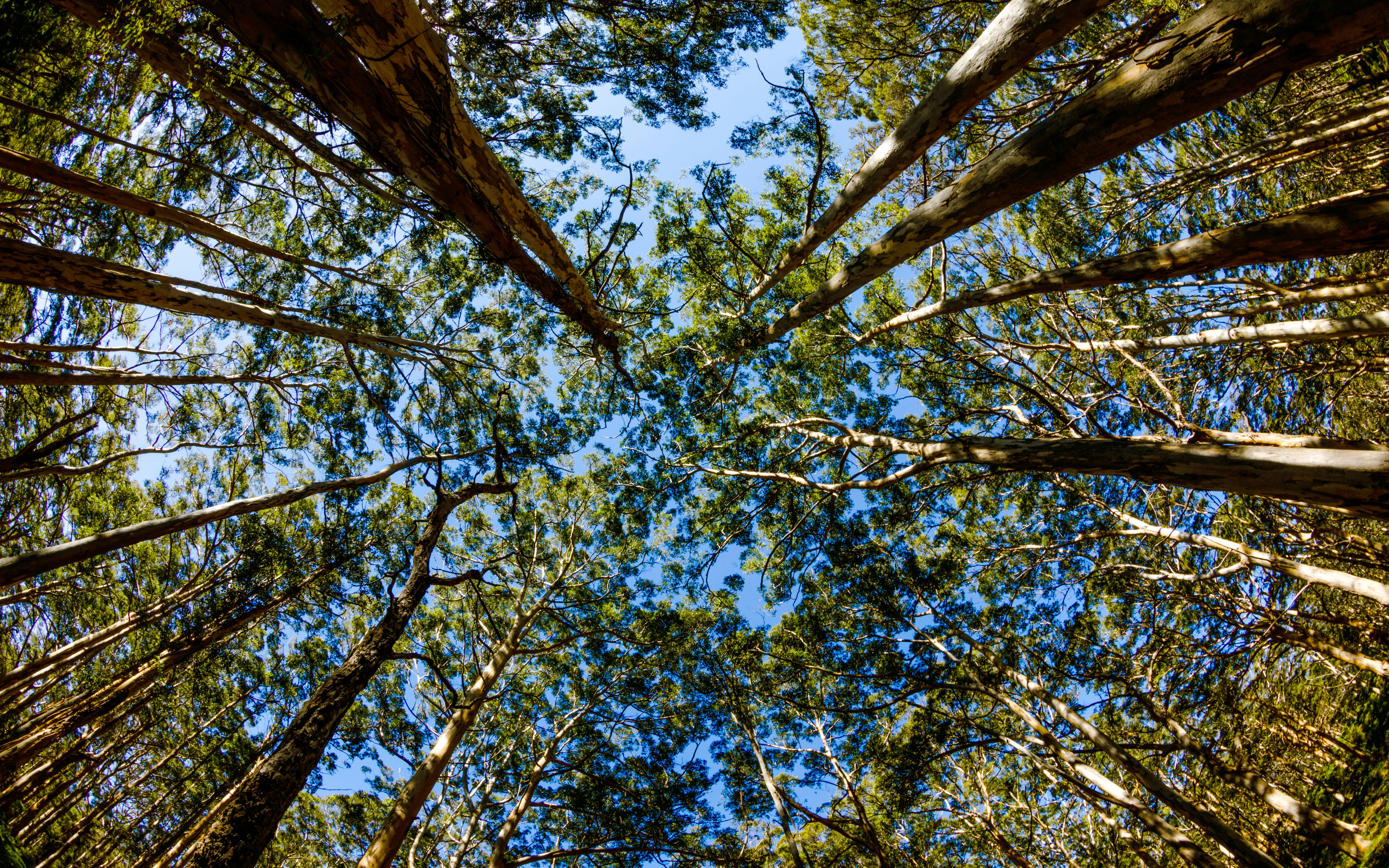 Giant Karri trees reaching skyward in Boranup Forest, Western Australia.
