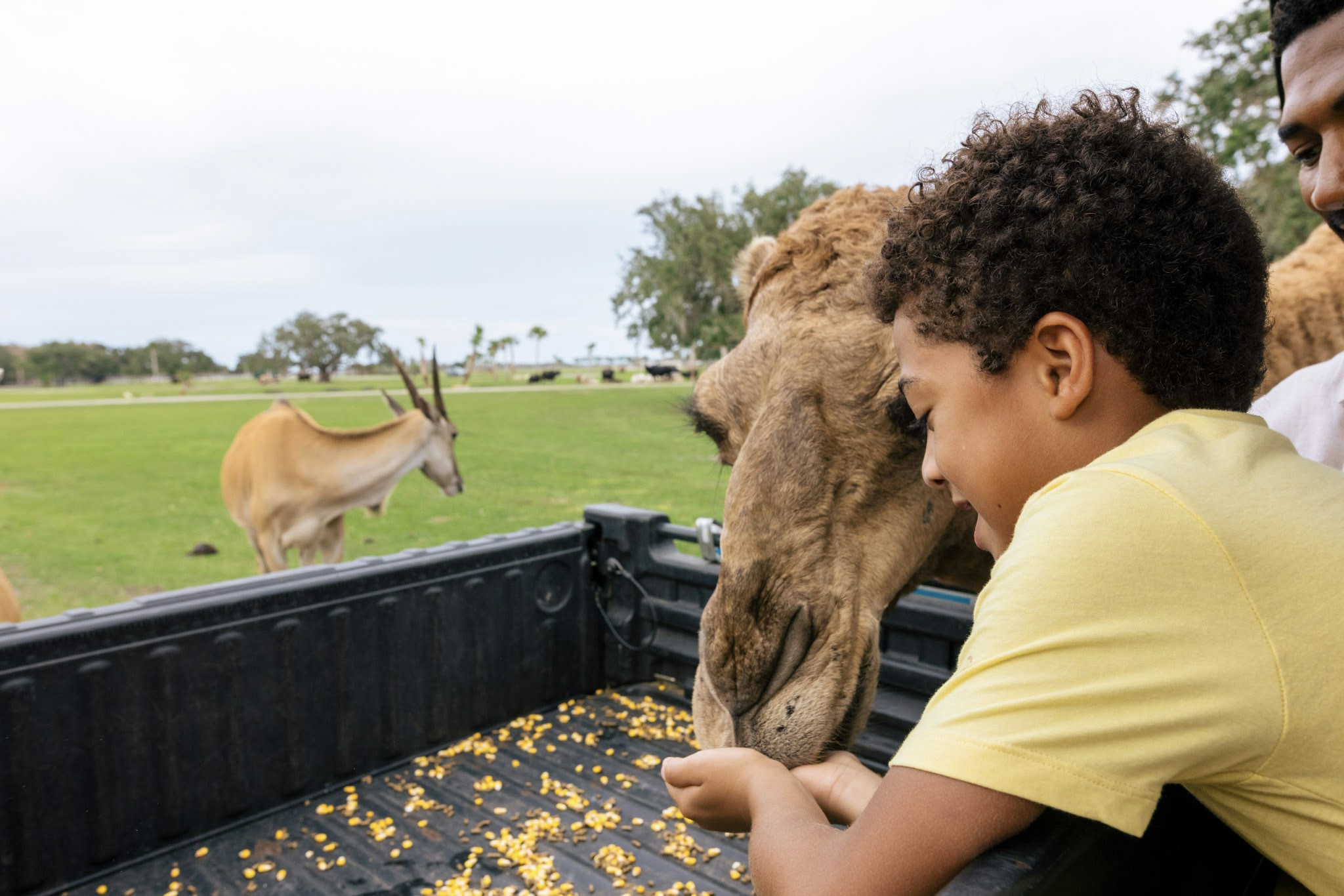 Drive-Thru Safari Park