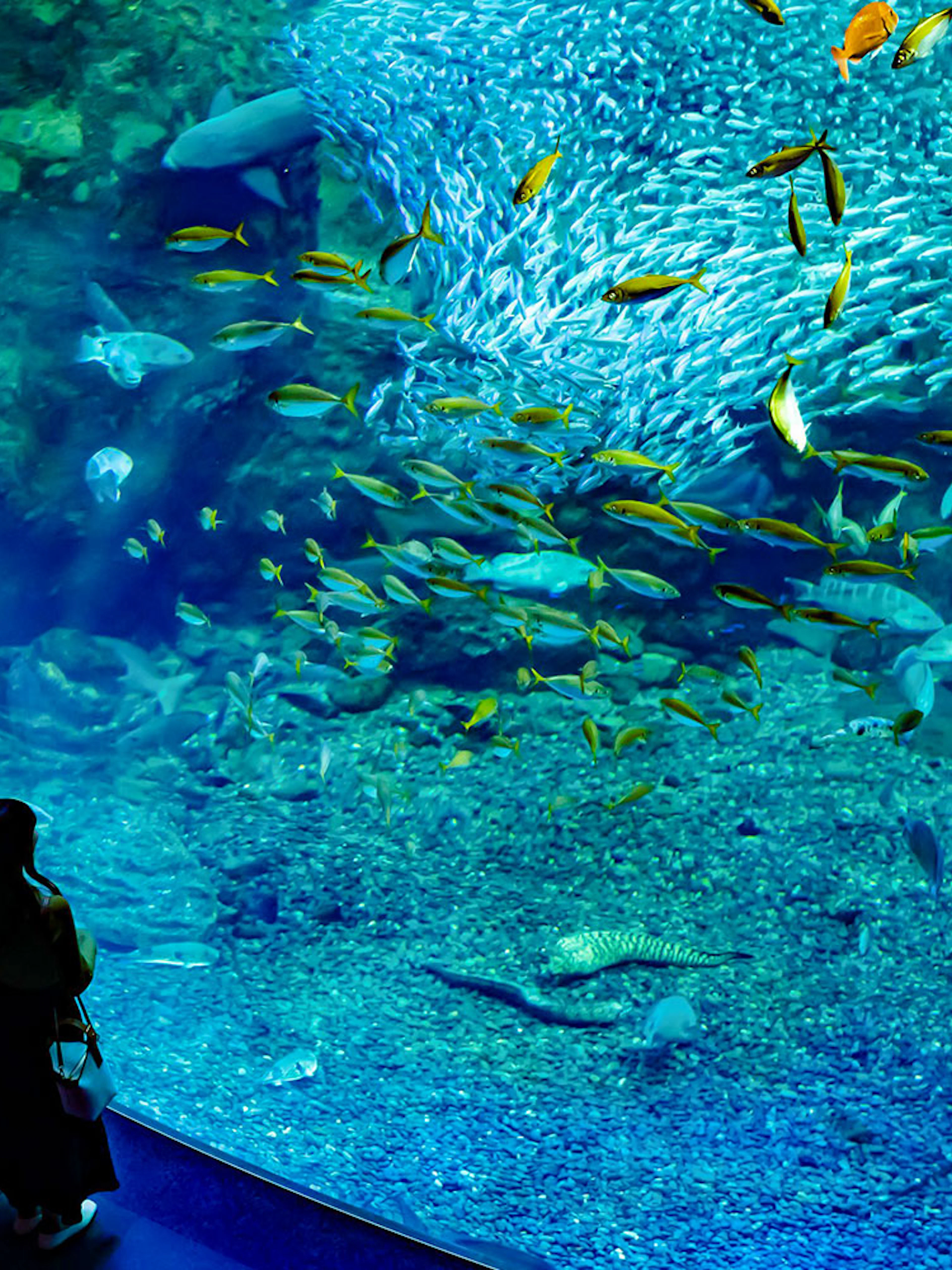 Couple observing fish in large tank at Enoshima Aquarium, Japan.