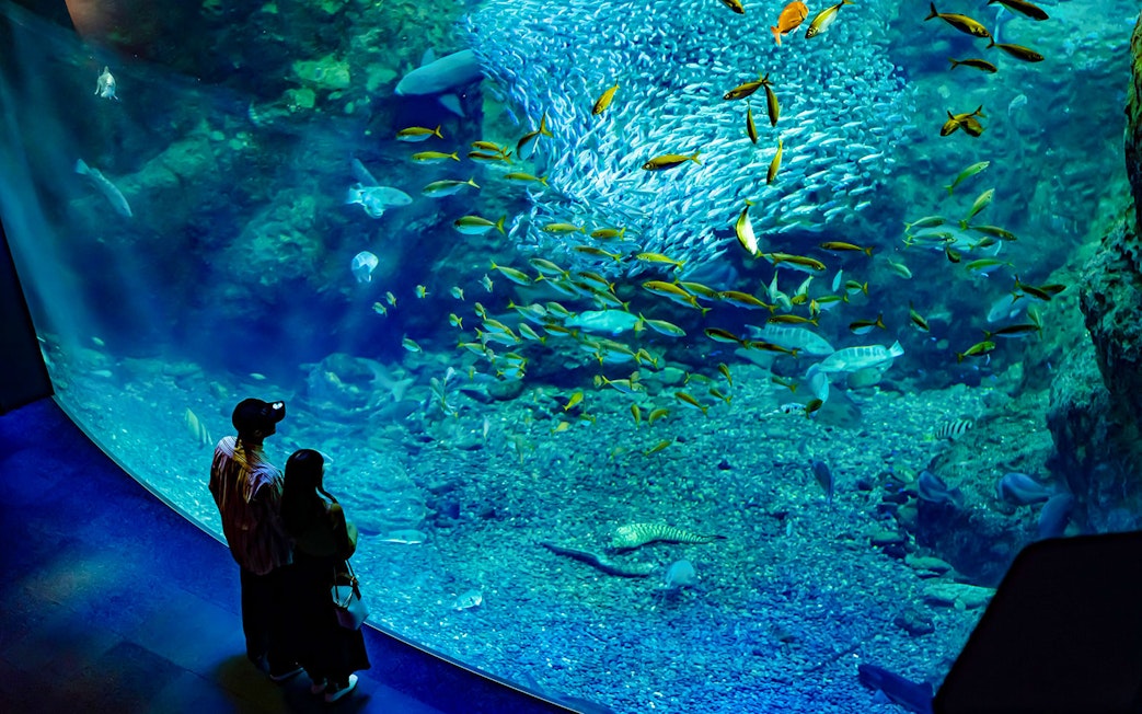 Couple observing fish in large tank at Enoshima Aquarium, Japan.