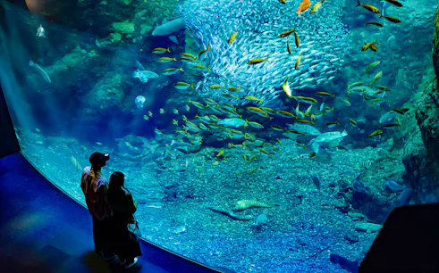 Couple observing fish in large tank at Enoshima Aquarium, Japan.