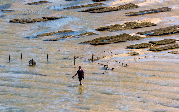 Person walking through oyster beds during 4 Islands Guided Tour in Faro.
