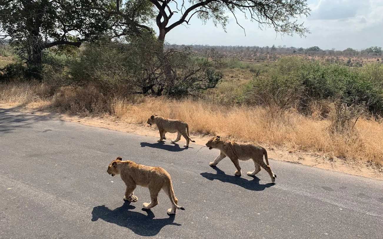 Three lions walking on a road in Kruger National Park during a safari tour.