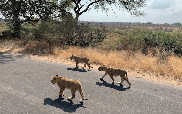 Kruger National Park Guided Safari in Open Vehicle with Hotel Transfers