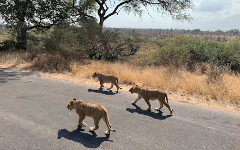 Three lions walking on a road in Kruger National Park during a safari tour.