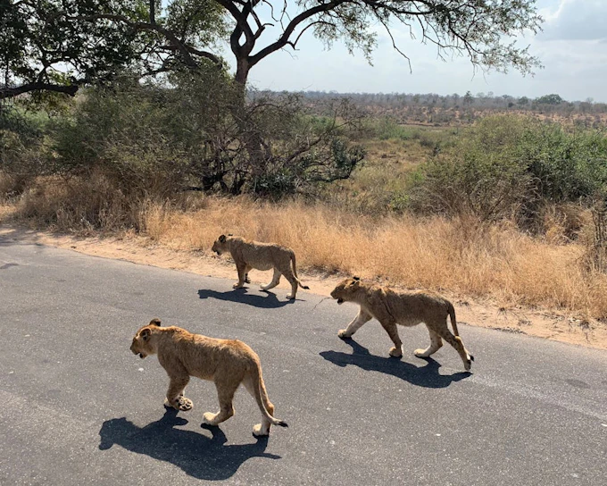 Kruger National Park Guided Safari in Open Vehicle with Hotel Transfers