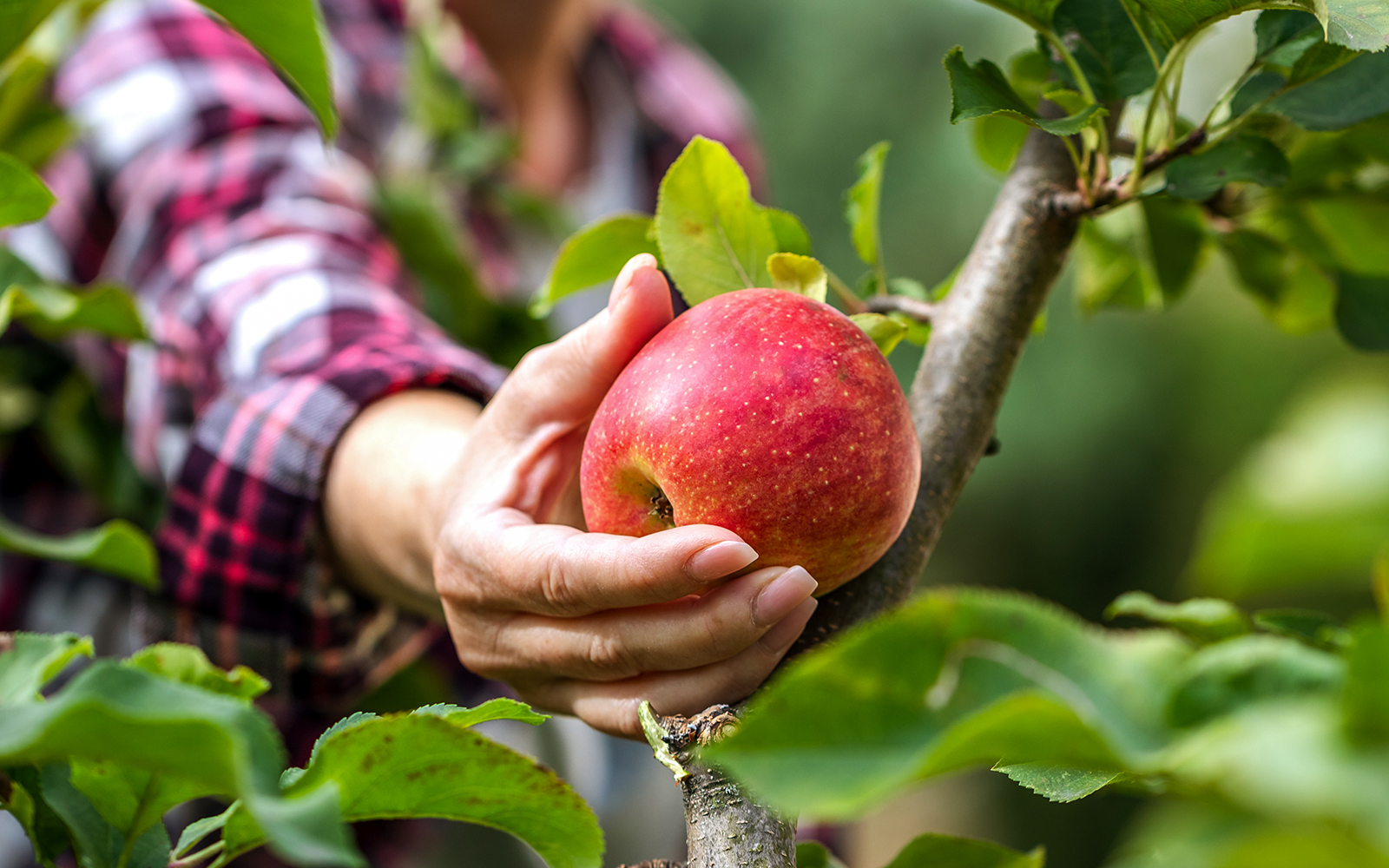 A farmer picking an Apple from a tree