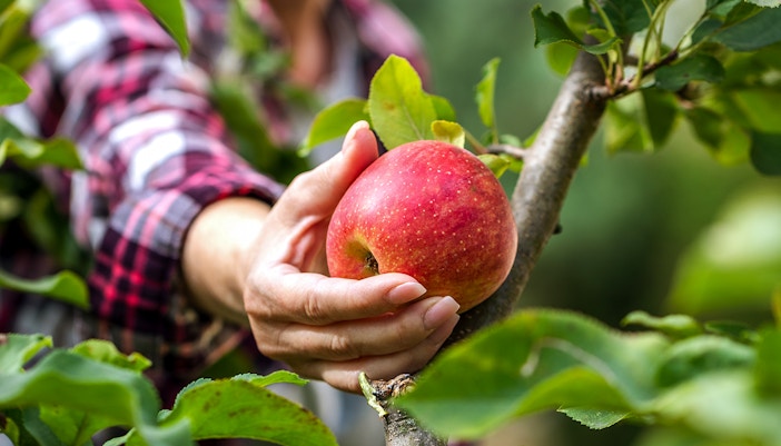 A farmer picking an Apple from a tree