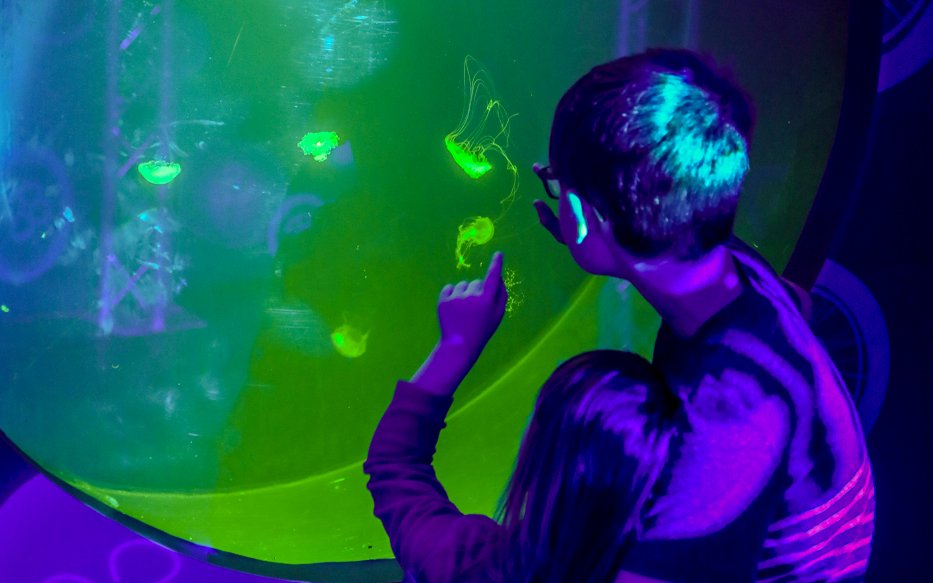 Guests observing jellyfish at SEA LIFE Birmingham.