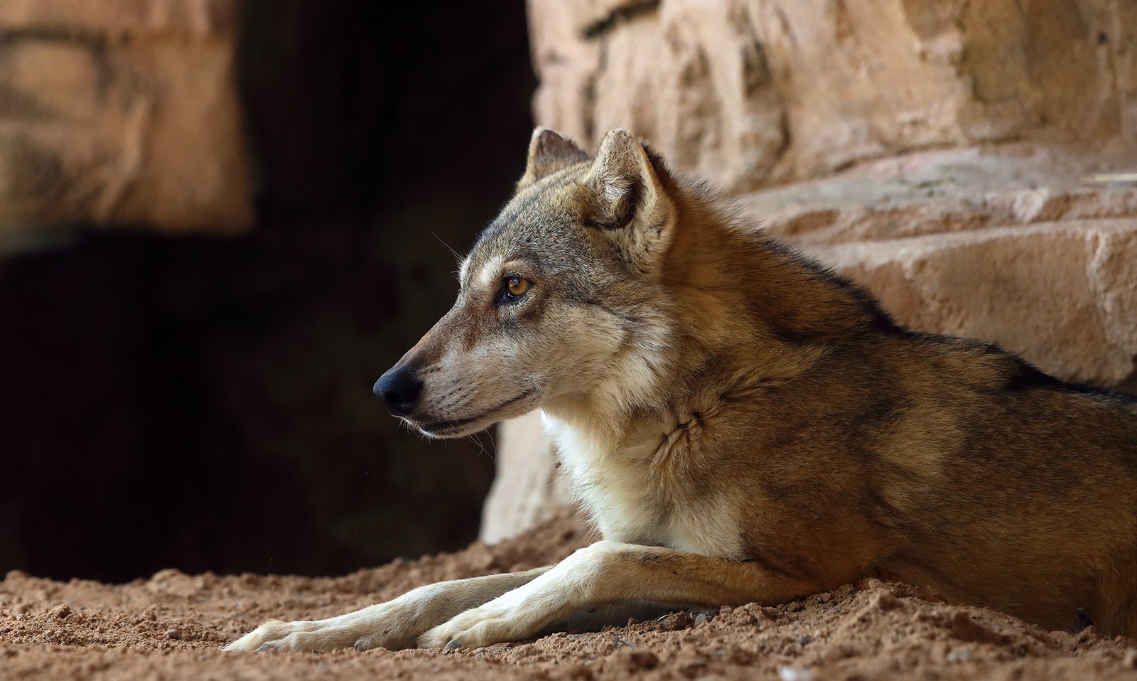 Arabian Wolf, Dubai Safari Park
