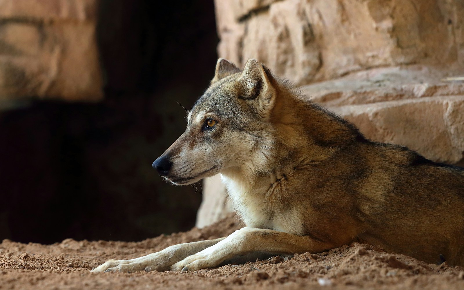 Arabian wolf resting at Dubai Safari Park.
