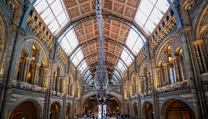 Whale skeleton in the main hall of the Natural History Museum, London.