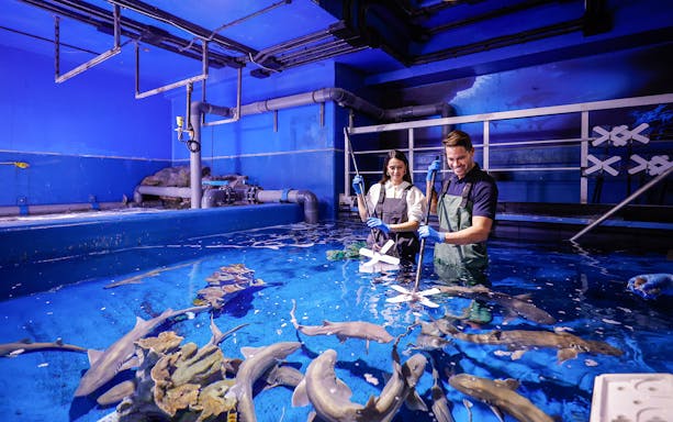 Staff interacting with sharks at Dubai Aquarium & Underwater Zoo.