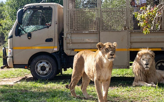 Lion and lioness near safari vehicle in Johannesburg.