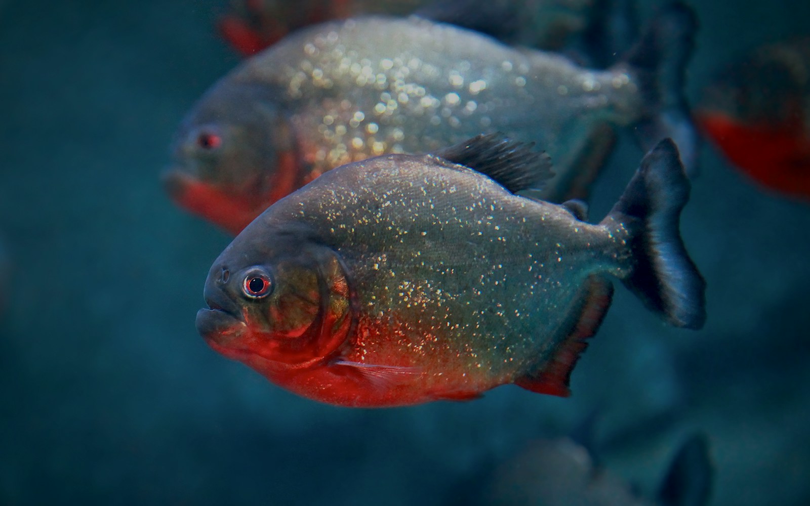 Red-bellied piranhas swimming at KLCC Aquaria.