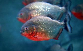 Red-bellied piranhas swimming at KLCC Aquaria.