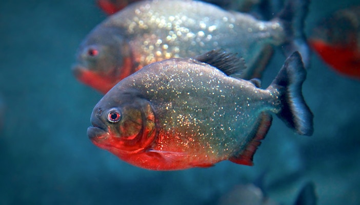 Red-bellied piranhas swimming at KLCC Aquaria.