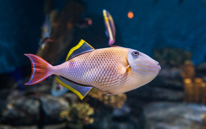 Triggerfish swimming near coral reef in clear waters, Maldives.