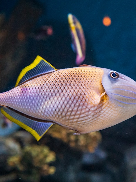 Triggerfish swimming near coral reef in clear waters, Maldives.