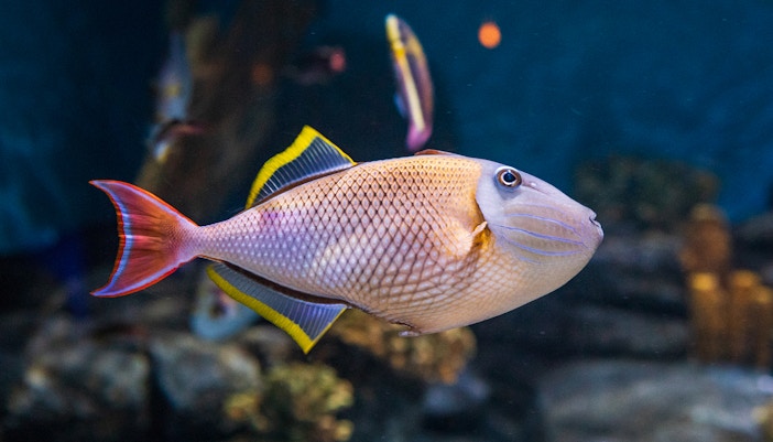 Trigger Firsh no Aquário de Sevilha