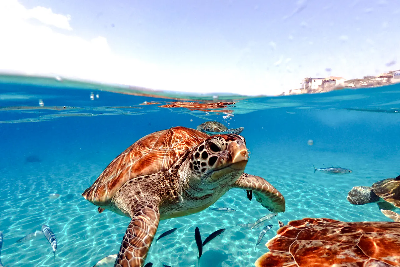 ab cancún: schnorchel-tour zur akumal-bucht mit meeresschildkröten und cenoten-1