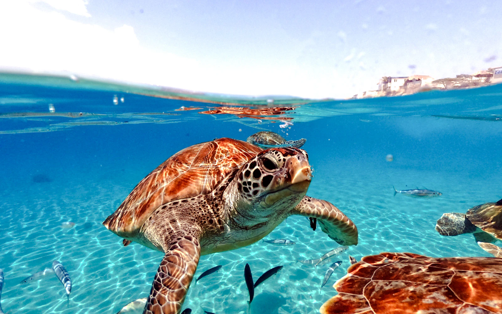 From Cancun: Akumal Bay Sea Turtles and Cenotes Snorkeling Tour