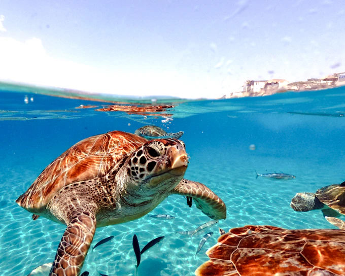 From Cancun: Akumal Bay Sea Turtles and Cenotes Snorkeling Tour