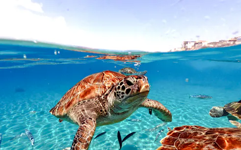 cancún'dan: akumal körfezi deniz kaplumbağaları ve cenoteler şnorkel turu-1