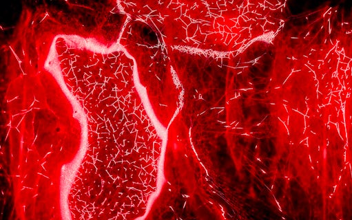 Red light patterns exhibit at Light Art Museum.