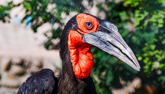 Southern Ground Hornbill