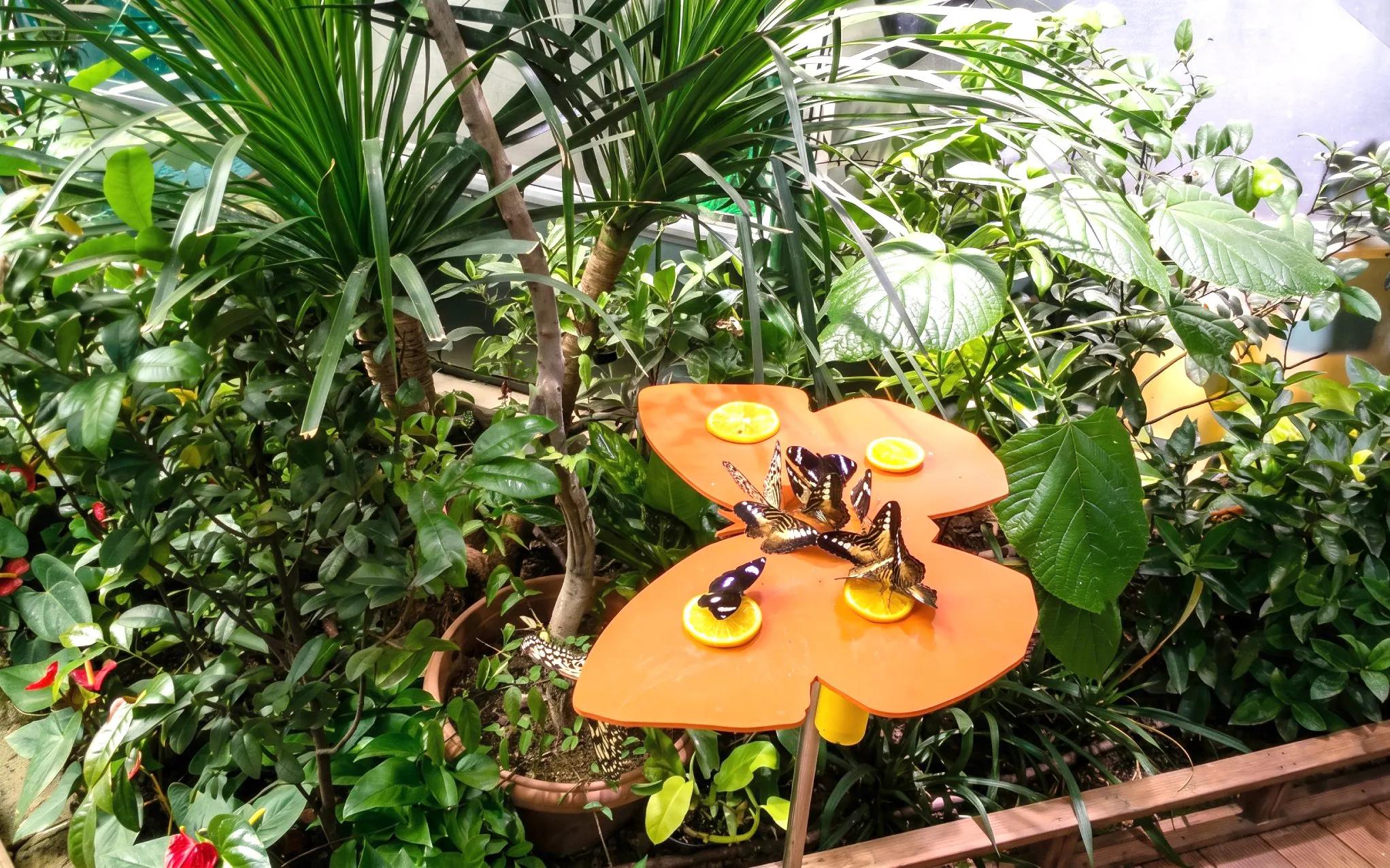Butterflies feeding on orange slices at Science Centre Singapore garden.