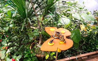 Butterflies feeding on orange slices at Science Centre Singapore garden.