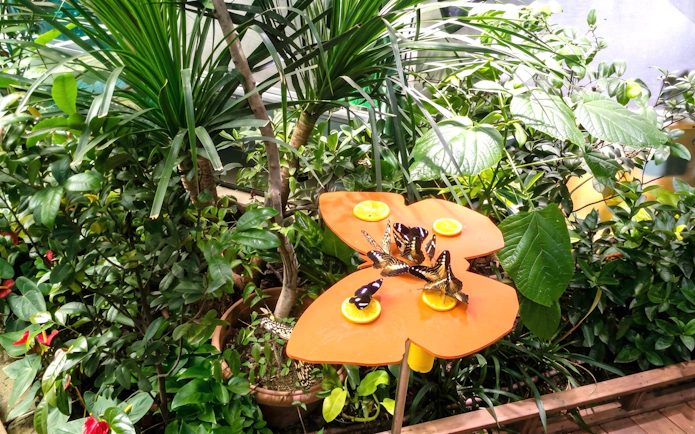 Butterflies feeding on orange slices at Science Centre Singapore garden.