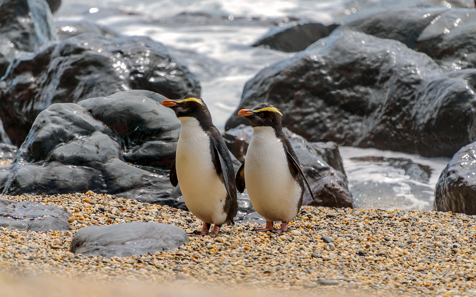 Fiordland Penguins at taronga zoo, sydney