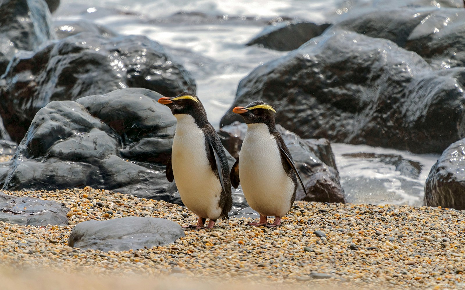 Fiordland crested penguin