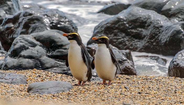 Fiordland Penguins at taronga zoo, sydney