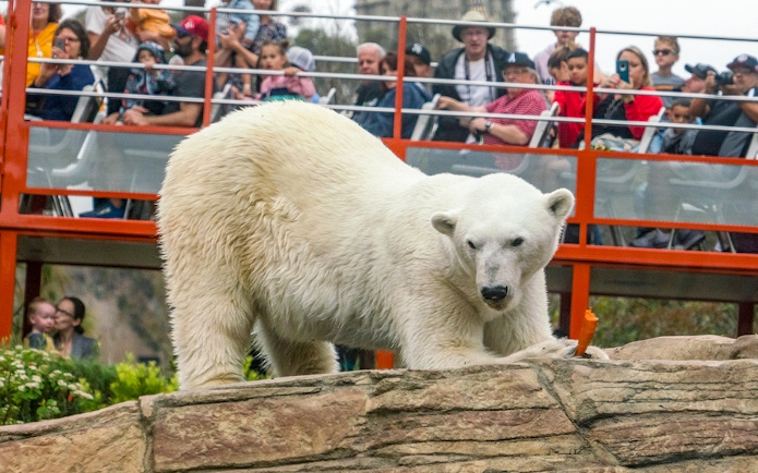 Tourists watching a polar bear at San Diego Zoo.