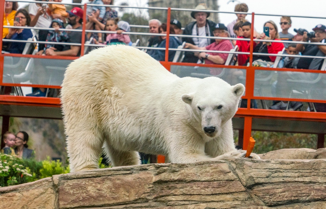 Polar Bear Plunge at the San Diego Zoo