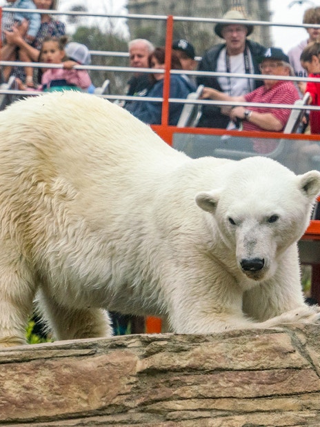 Tourists watching a polar bear at San Diego Zoo.
