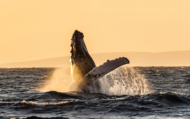 Whale breaching at sunset during a sail in Maui, Hawaii.