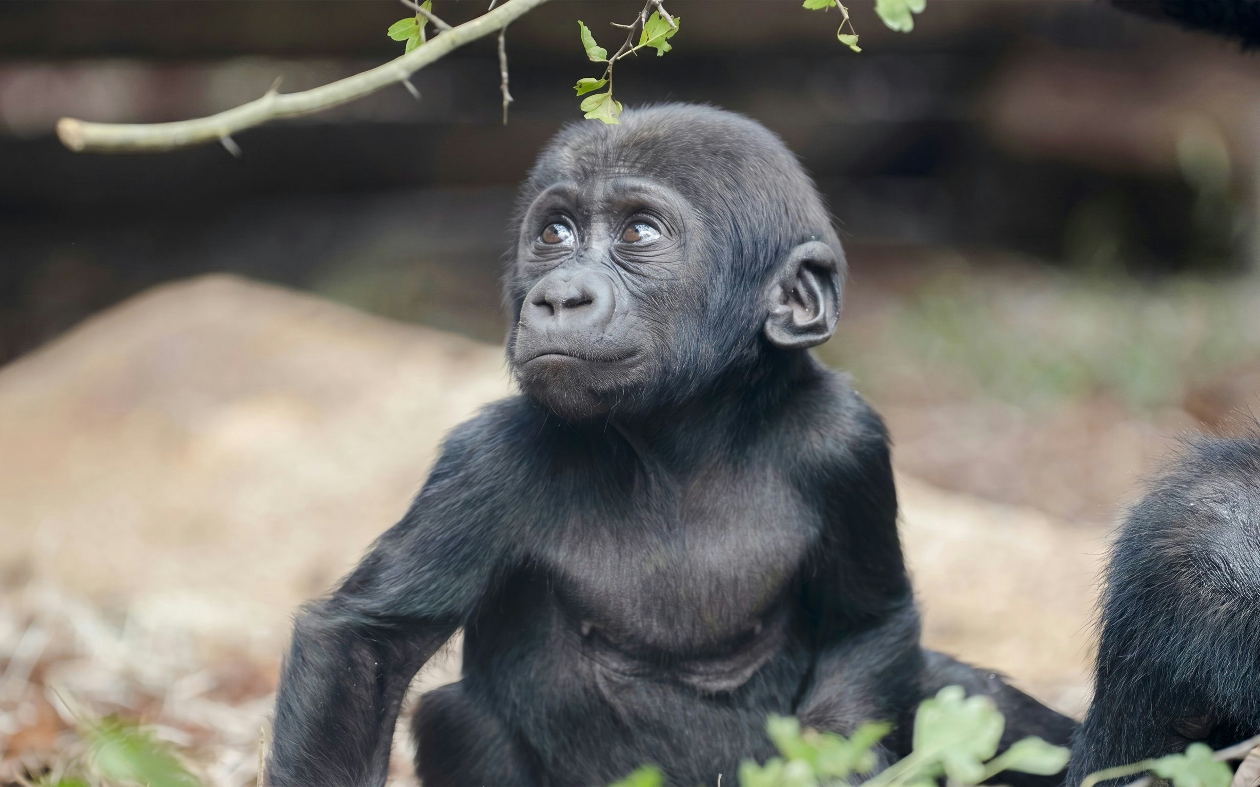 Young gorilla in ZooParc de Beauval's Gorilla Greenhouse.