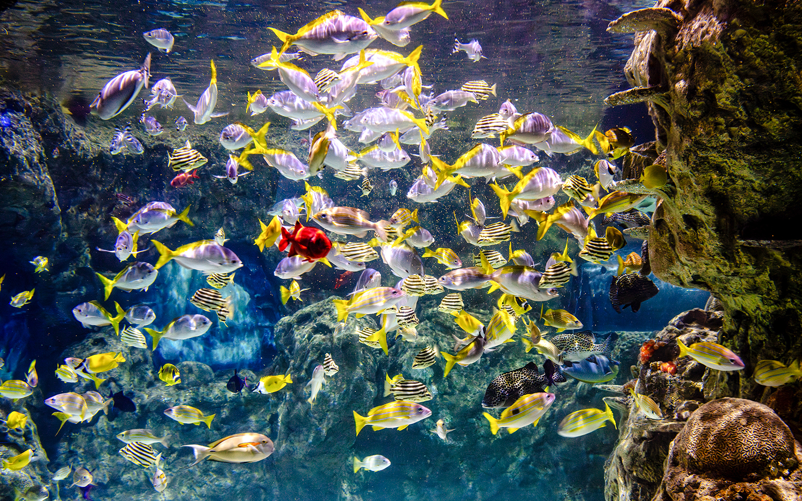 School of colorful fish swimming in SEA LIFE Brighton aquarium.